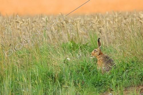 Biosphoto | 616541 | European Hare on the edge of a field Meurthe-et-Moselle | &copy; Régis Cavignaux / Biosphoto