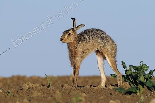 Biosphoto | 846220 | European Hare stretching in a field Vosges France  | &copy; Fabrice Cahez / Biosphoto