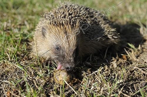 Biosphoto | 1869744 | European hedgehog eating a snail France | &copy; Régis Cavignaux / Biosphoto