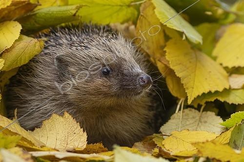 Biosphoto | 2585263 | European hedgehog (Erinaceus europaeus) adult animal amongst fallen autumn leaves, Suffolk, England, United Kingdom, Europe | &copy; Kevin Sawford / imageBROKER / Biosphoto
