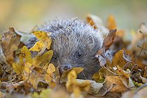 Biosphoto | 2585266 | European hedgehog (Erinaceus europaeus) adult animal amongst fallen autumn leaves, England, United Kingdom, Europe | &copy; Kevin Sawford / imageBROKER / Biosphoto