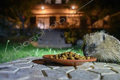 Biosphoto | 2612960 | European hedgehog (Erinaceus europaeus) feeding on cat pellets in a garden, France | &copy; Régis Cavignaux / Biosphoto