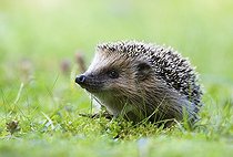 Biosphoto | 2593607 | European hedgehog (Erinaceus europaeus) in the meadow, Bavaria, Germany, Europe | &copy; Matthias Delle / imageBROKER / Biosphoto