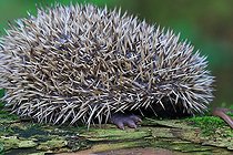 Biosphoto | 2561531 | European hedgehog (Erinaceus europaeus), unweaned juvenile, Isère, France | &copy; Jean-François Noblet / Biosphoto
