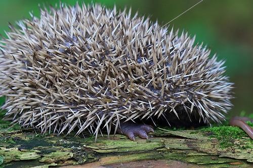Biosphoto | 2561531 | European hedgehog (Erinaceus europaeus), unweaned juvenile, Isère, France | &copy; Jean-François Noblet / Biosphoto