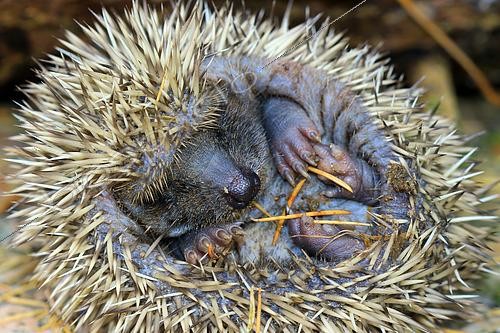 Biosphoto | 2561532 | European hedgehog (Erinaceus europaeus), unweaned juvenile, Isère, France | &copy; Jean-François Noblet / Biosphoto