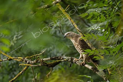 Biosphoto | 2100117 | European honey buzzard (Pernis apivorus) on a branch at the edge of a field, Occitanie, France | &copy; Emile Séchaud / Biosphoto