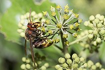 Biosphoto | 2166687 | European Hornet (Vespa crabro) feeding on Ivy nectar, Vosges du Nord Regional Nature Park, France | &copy; Michel Rauch / Biosphoto