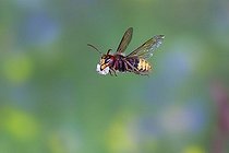 Biosphoto | 1535837 | European hornet (Vespa crabro) worker in flight, carrying building material, Thuringia, Germany, Europe | &copy; Franz Christoph Robiller / imageBROKER / Biosphoto