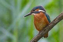 Biosphoto | 1449896 | European Kingfisher (Alcedo atthis) | &copy; Thomas Goetzfried / imageBROKER / Biosphoto