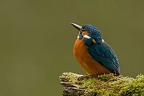 Biosphoto | 1520739 | European Kingfisher (Alcedo atthis) | &copy; Thomas Goetzfried / imageBROKER / Biosphoto