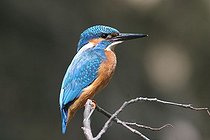 Biosphoto | 1528414 | European Kingfisher (Alcedo atthis) | &copy; Dieter Hopf / imageBROKER / Biosphoto