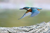 Biosphoto | 2588108 | European kingfisher (Alcedo atthis) in flight on the Loire, Nièvre, France | &copy; Pierre Vernay / Biosphoto