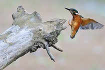Biosphoto | 2588107 | European kingfisher (Alcedo atthis) landing on a stump in a backwater of the Loire, Nièvre, France | &copy; Pierre Vernay / Biosphoto