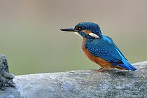 Biosphoto | 2588091 | European kingfisher (Alcedo atthis) on its stump, Loire Valley, Nièvre, France | &copy; Pierre Vernay / Biosphoto