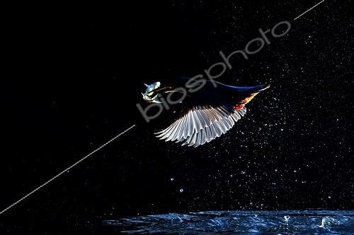 Biosphoto | 2059262 | European Kingfisher in flight after fishing against the light | &copy; Marc Costermans / Biosphoto