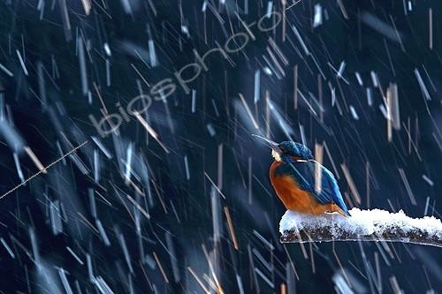 Biosphoto | 2059264 | European Kingfisher on a snowy branch and snowfall in image motion. Photo taken in double exposure | &copy; Marc Costermans / Biosphoto