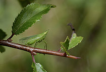 Biosphoto | 2609407 | European Lantern Fly (Dictyophara europaea) on a branch of black thorn (Prunus spinosa), Parc naturel régional des Vosges du Nord, France | &copy; Michel Rauch / Biosphoto