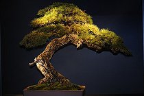 Biosphoto | 1233444 | European Larch Bonsai upon exposure France  | &copy; Claude Thouvenin / Biosphoto