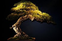 Biosphoto | 1233407 | European larch presented at an exhibition in Mulhouse | &copy; Claude Thouvenin / Biosphoto