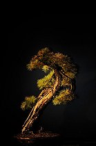 Biosphoto | 1233409 | European larch presented at an exhibition in Mulhouse | &copy; Claude Thouvenin / Biosphoto