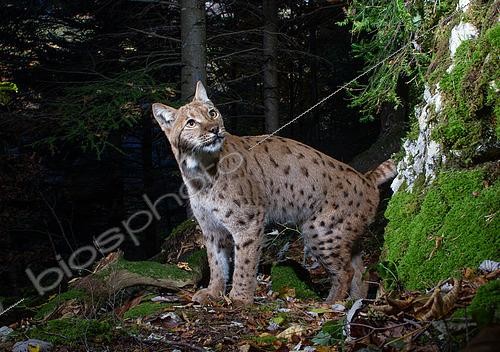 Biosphoto | 2581506 | European lynx (Lynx lynx) looking over its shoulder. Photographed with a DSLR camera trap. Eastern Jura, Switzerland | &copy; Daniel Zuppinger / Biosphoto