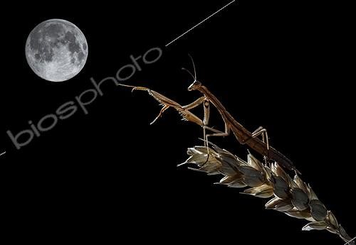 Biosphoto | 2009119 | European Mantis on a ear of corn and full moon - Spain | &copy; Mario Cea Sanchez / Biosphoto