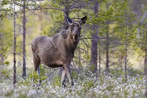 Biosphoto | 1921998 | European Moose posing on wetland - Joensuu Finland | &copy; Niko Pekonen / Biosphoto