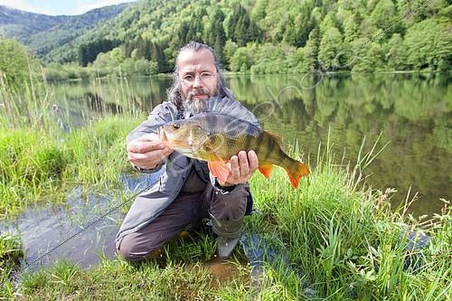 Biosphoto | 2073696 | European perch (Perca fluviatilis), Sewen, Haut-Rhin, France | &copy; Bruno Mathieu / Biosphoto