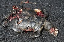 Biosphoto | 1247170 | European Pond Turtle crushed in the Hortobagy NP Hungary | &copy; Jean-François Noblet / Biosphoto