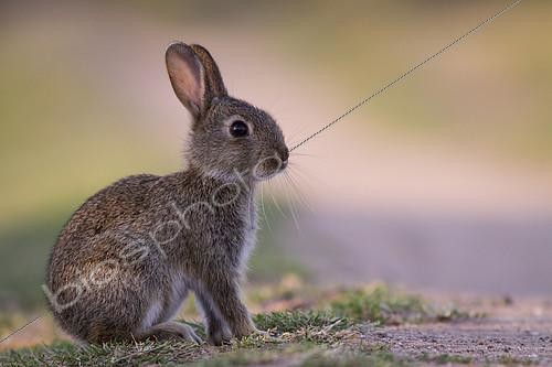 Biosphoto | 2100738 | European rabbit (Oryctolagus cuniculus) by the roadside, Alsace, France | &copy; Olivier Gutfreund / Biosphoto