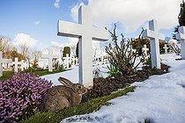 Biosphoto | 2091071 | European Rabbit (Oryctolagus cuniculus) in a military cemetery in winter, France | &copy; Frank Deschandol & Philippe Sabine / Biosphoto