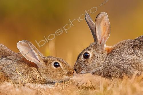 Biosphoto | 2607627 | European rabbits (Oryctolagus cuniculus) or coney (Oryctolagus cuniculus), private property, Province of Castilla-La Mancha, Spain, Europe | © Sylvain Cordier / Biosphoto