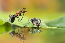 Biosphoto | 2457302 | European Red Wood Ant (Formica polyctena) drinking and their reflection, Lorraine, France | &copy; Stéphane Vitzthum / Biosphoto