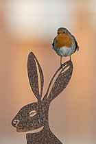 Biosphoto | 2629223 | European robin (Erithacus rubecula) adult garden bird on a metal hare sculpture, England, United Kingdom | &copy; Kevin Sawford / imageBROKER / Biosphoto