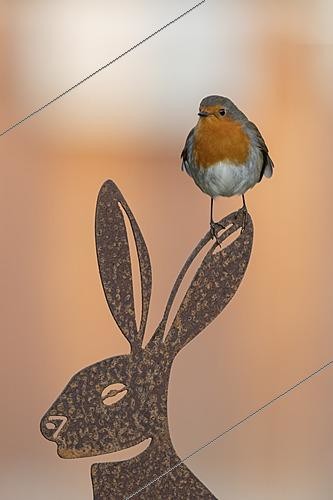 Biosphoto | 2629223 | European robin (Erithacus rubecula) adult garden bird on a metal hare sculpture, England, United Kingdom | &copy; Kevin Sawford / imageBROKER / Biosphoto