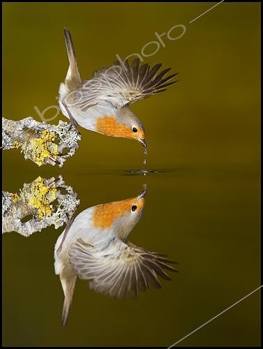 Biosphoto | 2088700 | European Robin (Erithacus rubecula) drinking and reflection, Spain | &copy; Mario Cea Sanchez / Biosphoto