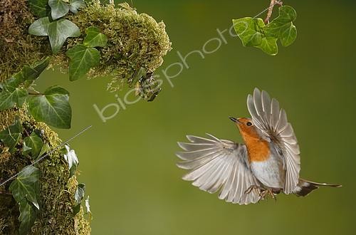 Biosphoto | 2088764 | European Robin (Erithacus rubecula) in flight, Spain | &copy; Mario Cea Sanchez / Biosphoto