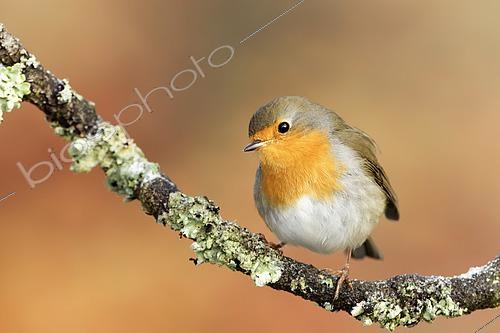 Biosphoto | 2616039 | European Robin (Erithacus rubecula) on a branch, Ardennes, Belgium. | &copy; Christian Cabron / Biosphoto