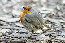 Biosphoto | 2609235 | European robin (Erithacus rubecula) resting on forest floor litter, Var, France | &copy; Marie Aymerez / Biosphoto
