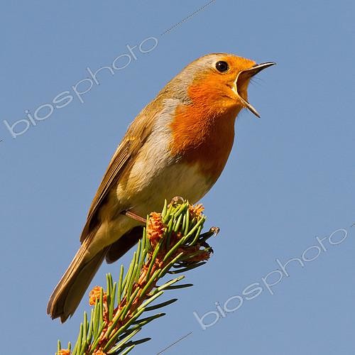 Biosphoto | 2413604 | European Robin (Erithacus rubecula) singing, Asturias, Spain | &copy; Mario Suarez Porras / BIA / Biosphoto