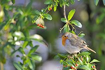 Biosphoto | 1250808 | European Robin in a Cotoneaster fruits France | &copy; Claude Balcaen / Biosphoto