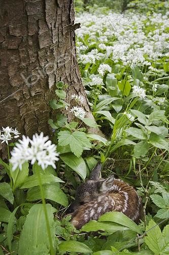 Biosphoto | 1186237 | European Roe Deer (Capreolus capreolus) fawn in wild garlic | &copy; Alfons Hauke / imageBROKER / Biosphoto