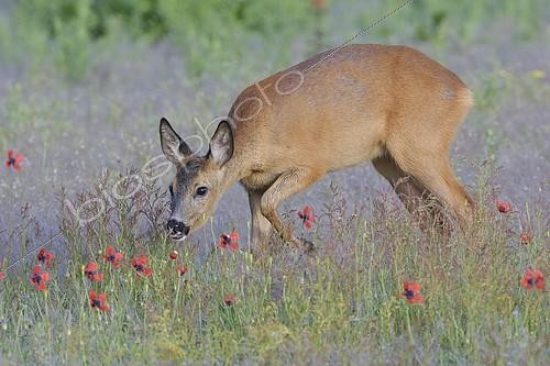 Biosphoto | 2151231 | European roe deer (Capreolus capreolus) in the field, Biosphere Reserve Oberlausitzer Heide- und Teichlandschaft, Saxony, Germany, Europe | &copy; Kevin Prönnecke / imageBROKER / Biosphoto