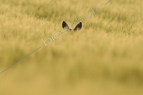 Biosphoto | 1115432 | European Roe Deer in a wheat field at dawn in the spring | &copy; Fabrice Cahez / Biosphoto