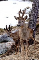 Biosphoto | 1249123 | European roe deer males with velvet cover on snow | &copy; Daniel Heuclin / Biosphoto