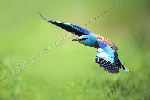 Biosphoto | 2027682 | European Roller in flight - Bulgaria | &copy; Berndt Fischer / Biosphoto
