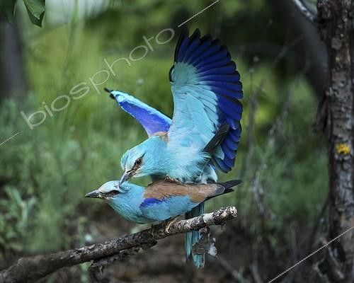 Biosphoto | 1852380 | European Roller mating on a branch Bulgaria  | &copy; Berndt Fischer / Biosphoto