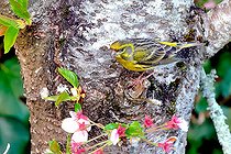 Biosphoto | 2582471 | European serin (Serinus serinus) on the trunk of a cherry tree in a garden in Cosne, Burgundy, France | &copy; Pierre Vernay / Biosphoto