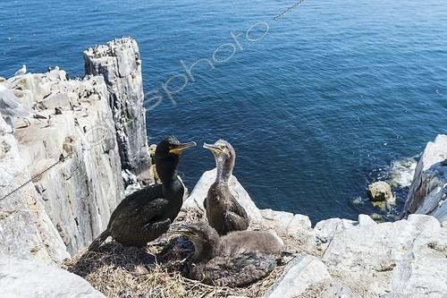 Biosphoto | 2017870 | European Shag on chicks at nest on cliff - British Isles  | &copy; Jean-Paul Chatagnon / Biosphoto